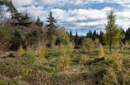 Plantation