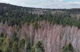 Forêt crise sanitaire