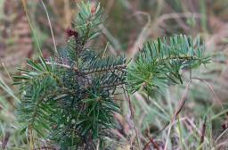 Sapin de Bornmüller