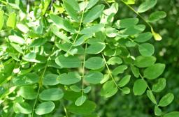 feuilles robinier