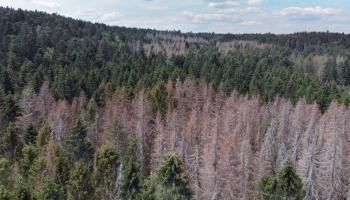 Forêt crise sanitaire