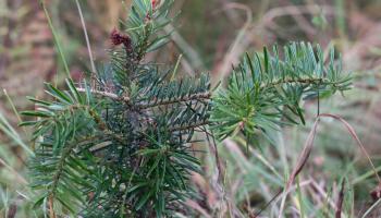 Sapin de Bornmüller