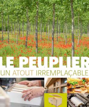 plaquette peuplier