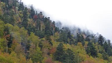 Forêt résiliance