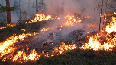 Feu de Forêt