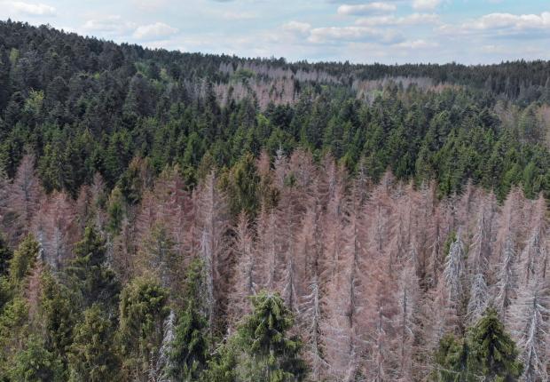 Forêt crise sanitaire