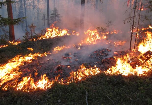 Feu de Forêt