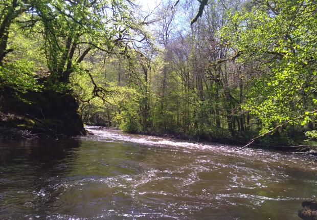 forêt et eau