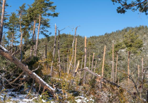 Aléas climatique