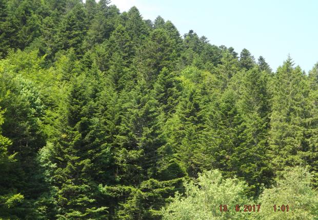 sapinière vallée du fossat