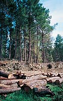 Forêt en Ardèche