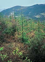 Forêt Drôme
