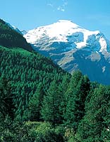 Forêt Savoie